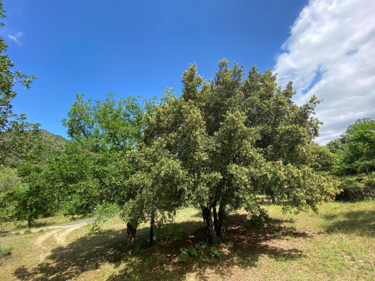 Ribes - Chalet Gite Au Coeur De La Nature Sournia ภายนอก รูปภาพ
